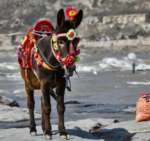 View of donkey on beach