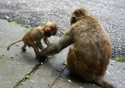 Monkeys sitting outdoors