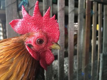 Close-up of rooster