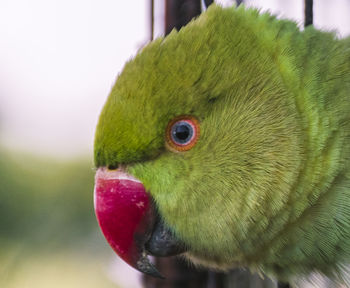 Close-up of parrot