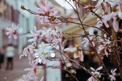 Close-up of pink cherry blossom tree