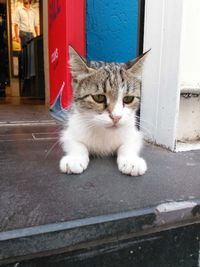 Portrait of cat relaxing on sidewalk in city