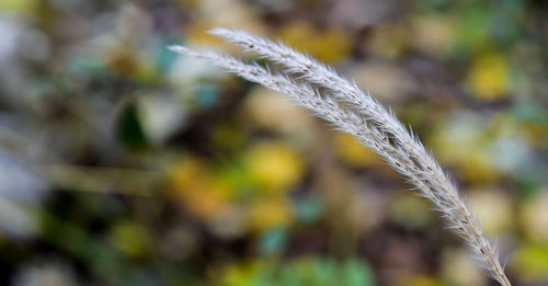 Close-up of stalks in field