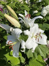 Close-up of white flowering plant