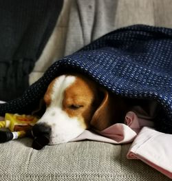 Dog sleeping on blanket