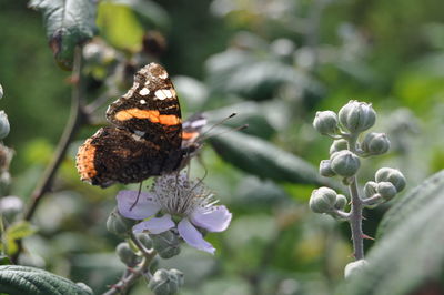 Close-up of flowers