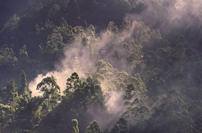 Forest in sri lanka