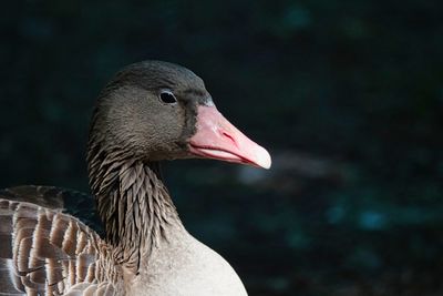 Close-up of bird