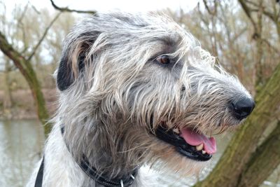 Close-up portrait of dog