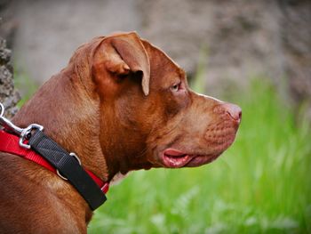 Close-up of a dog looking away