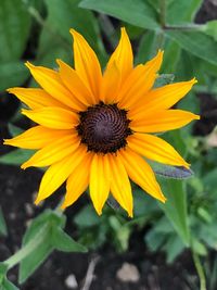 Close-up of sunflower