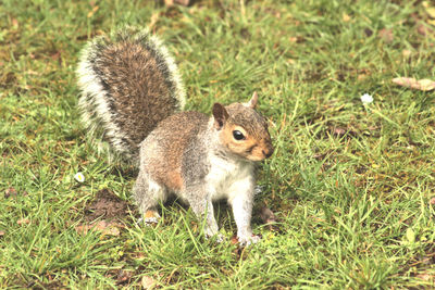 Squirrel on a field