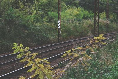 Railway tracks amidst plants and trees