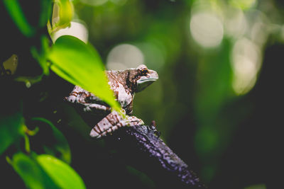 Close-up of frog on leaf