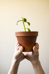 Close-up of hand holding small potted plant over white background