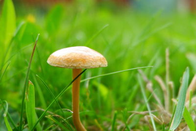 Close-up of mushroom growing on field