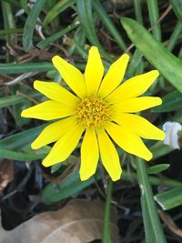 Close-up of yellow flower blooming in field