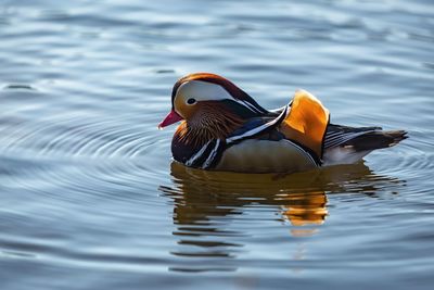 Duck swimming in a lake