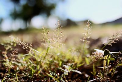 Close-up of plants growing on field