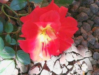 Close-up of pink flower