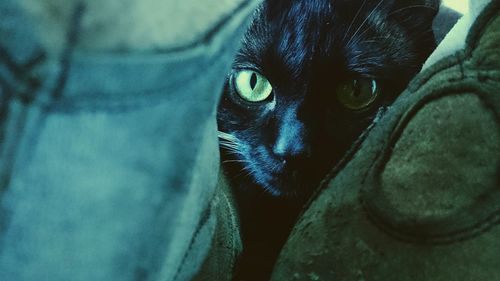 Close-up portrait of a cat