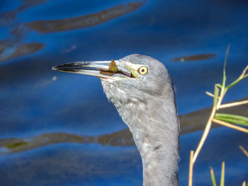 Close-up of heron with fish