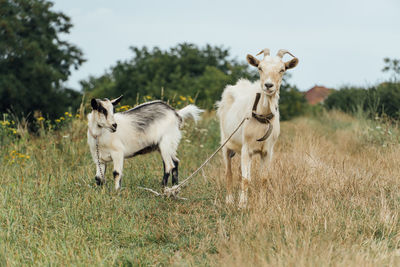 Beautiful white female goat with her kid tied on the rope in the steppe