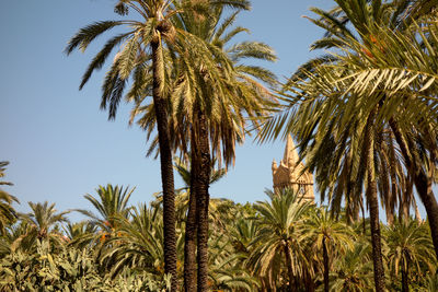 Low angle view of palm tree against blue sky