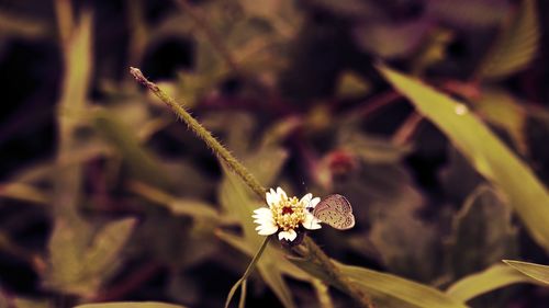 Close-up of flowering plant