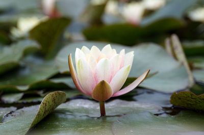 Close-up of lotus water lily in lake