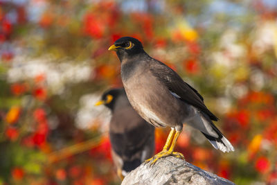 Close-up of bird perching on a plant