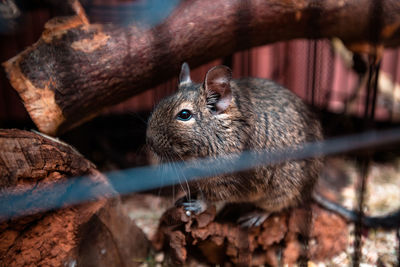 Beautiful chilean squirrel in a cage