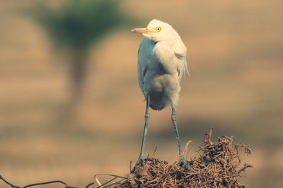 Egret on dried plant