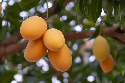 Low angle view of oranges growing on tree