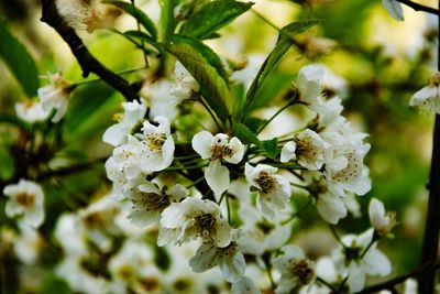 Close-up of white flowers on tree