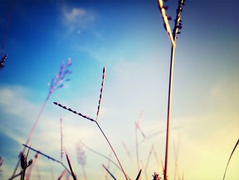 Low angle view of silhouette plants against sky