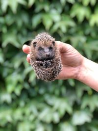 Cropped hand of person holding hedgehog