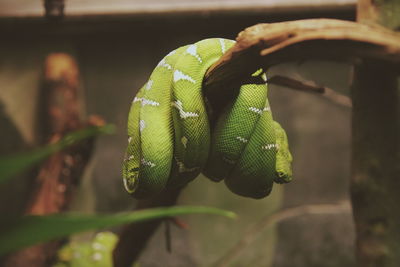 Close-up of an emerald tree boa hanging on a branch