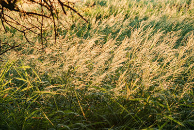 Full frame shot of plants growing on field