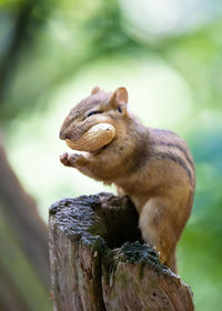 Close-up of squirrel