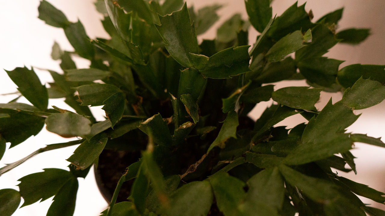 CLOSE-UP OF FRESH POTTED PLANT