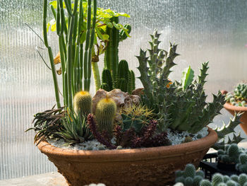 Close-up of cactus plant in greenhouse