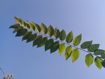 Low angle view of plant against clear blue sky