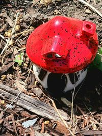 High angle view of ladybug on field