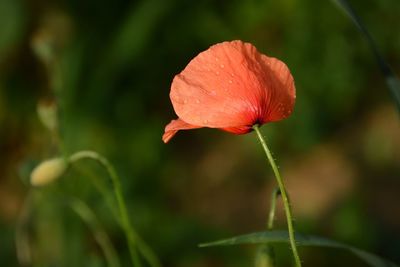 Close-up of red flowers