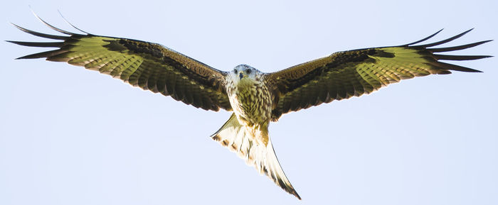 Low angle view of owl flying against clear sky