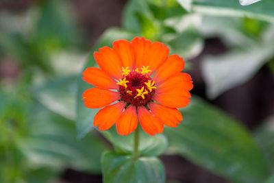 Close-up of orange flower