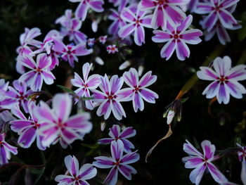 Close-up of purple flowering plants