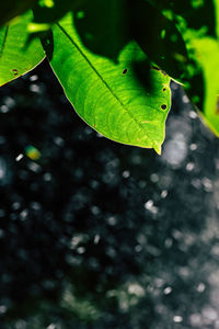 Close-up of green leaves