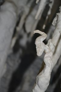 Close-up of dried leaves outdoors